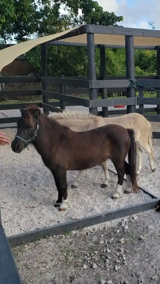 pony rides -ranchito markerplace